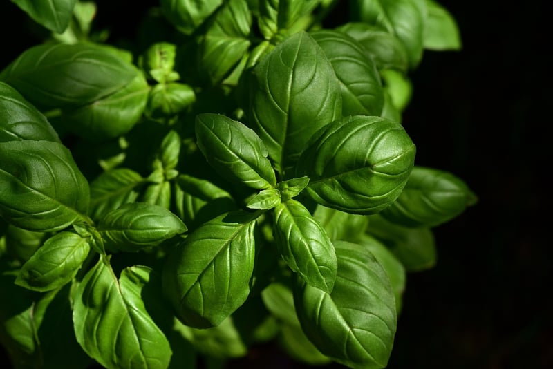 Culinary Herb Delights