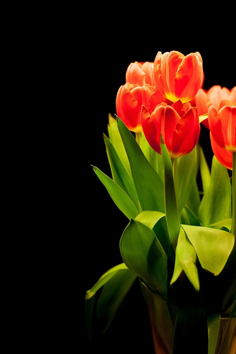 Whimsical Plant Arrangements